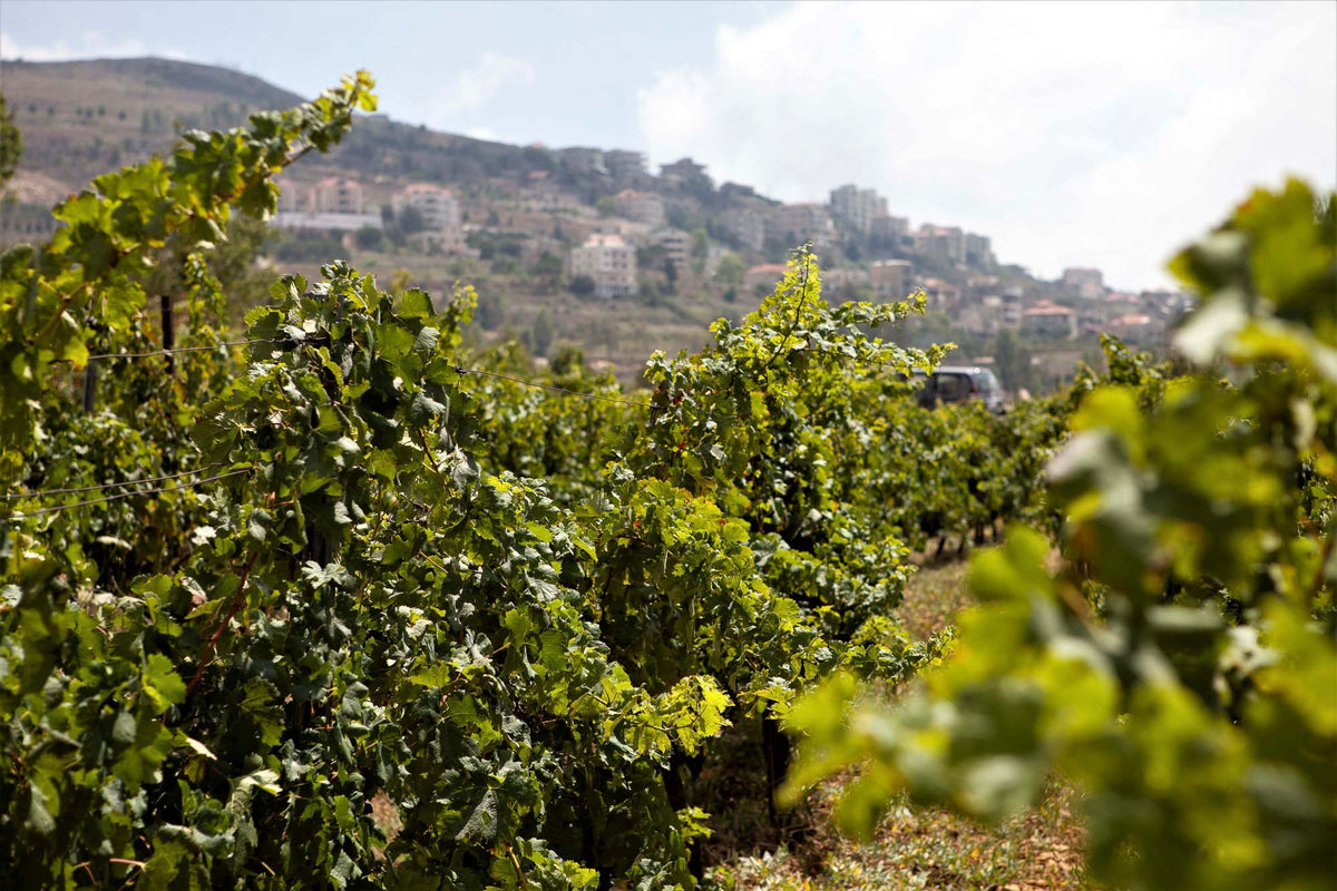Wines of Bhamdoun