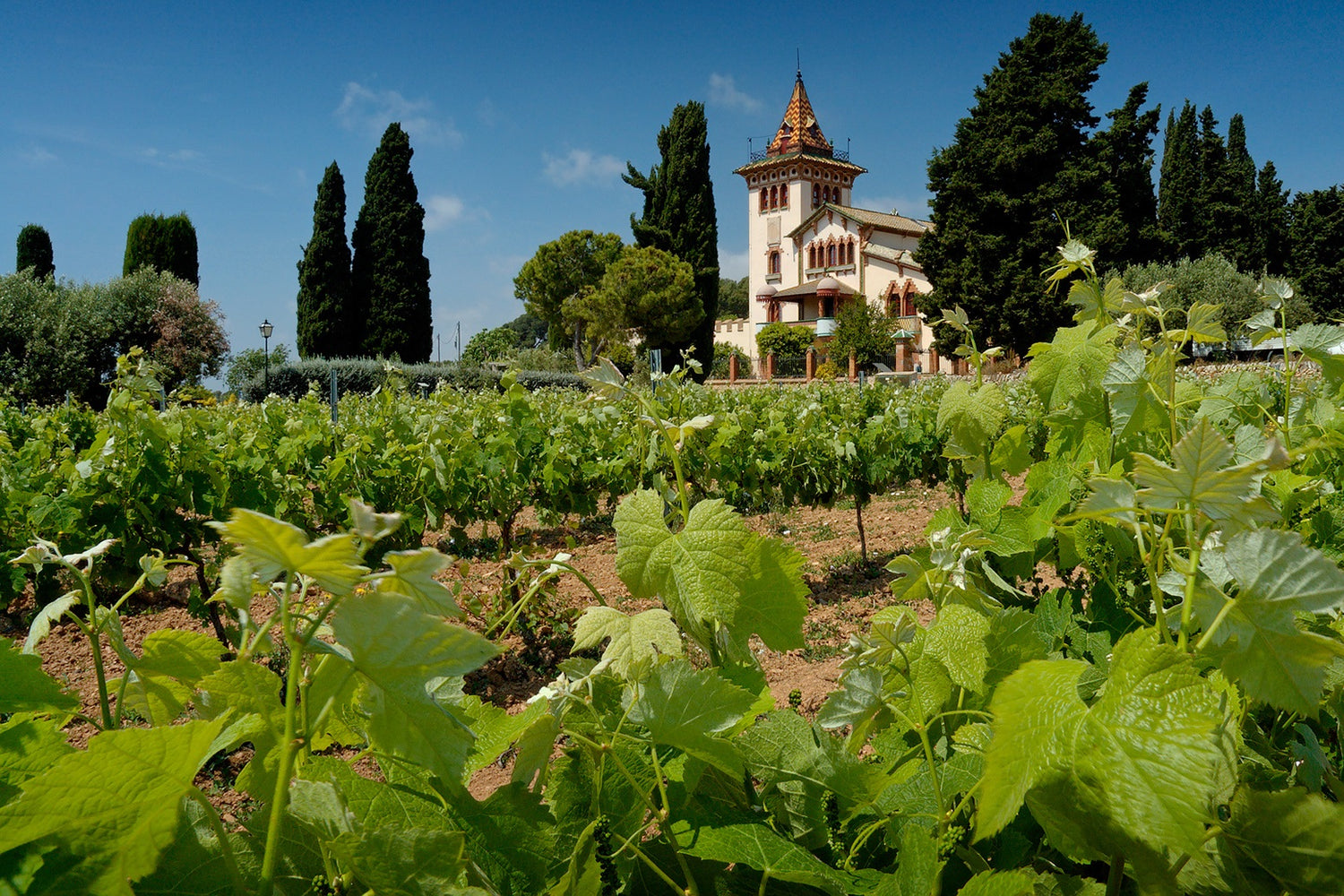 Weine aus Katalonien