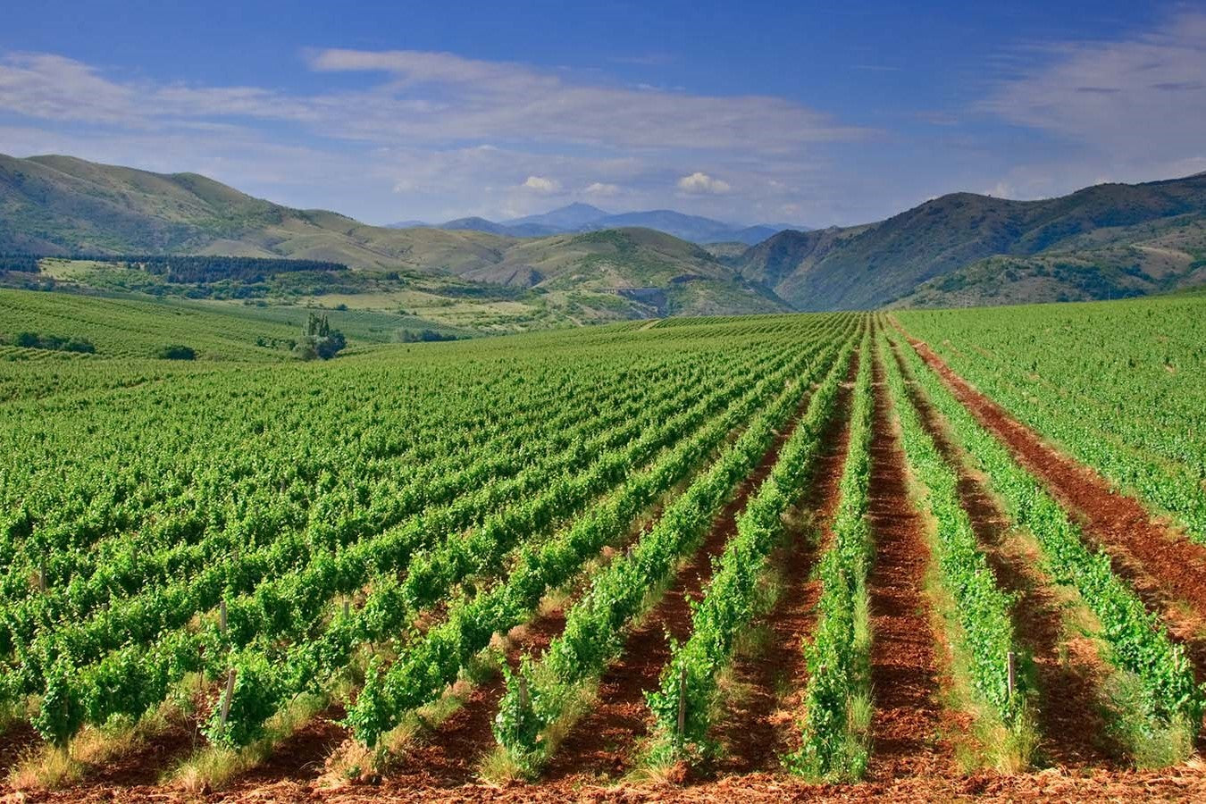 Vins de Macédoine