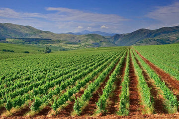 Vins de Macédoine