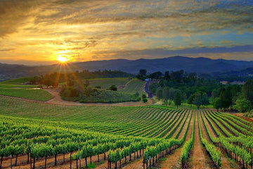 Vins de la Vallée de la Békaa